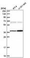 Calcium/Calmodulin Dependent Protein Kinase II Gamma antibody, PA5-65276, Invitrogen Antibodies, Western Blot image 