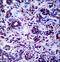 DEAH-Box Helicase 32 (Putative) antibody, LS-C167408, Lifespan Biosciences, Immunohistochemistry paraffin image 