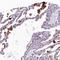 Strawberry Notch Homolog 2 antibody, HPA041867, Atlas Antibodies, Immunohistochemistry paraffin image 