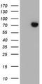 Sec1 family domain-containing protein 1 antibody, CF504721, Origene, Western Blot image 