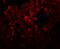 Rhomboid domain-containing protein 3 antibody, A14223, Boster Biological Technology, Immunofluorescence image 