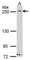 Golgi Brefeldin A Resistant Guanine Nucleotide Exchange Factor 1 antibody, PA5-27751, Invitrogen Antibodies, Western Blot image 