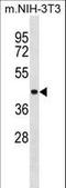 ShcA antibody, LS-C157931, Lifespan Biosciences, Western Blot image 