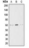 Akt antibody, orb213542, Biorbyt, Western Blot image 