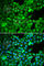 Proteasome Subunit Beta 5 antibody, A1975, ABclonal Technology, Immunofluorescence image 