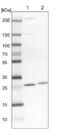 HRP antibody, NBP1-85716, Novus Biologicals, Western Blot image 