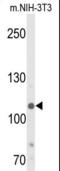 Lysine-specific demethylase 4B antibody, LS-C165363, Lifespan Biosciences, Western Blot image 