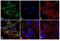 Gap Junction Protein Delta 2 antibody, 701630, Invitrogen Antibodies, Immunofluorescence image 