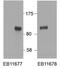Hypermethylated in cancer 1 protein antibody, MBS423235, MyBioSource, Western Blot image 