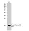 H2B Histone Family Member S antibody, STJ90118, St John