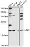 Jun dimerization protein 2 antibody, LS-C750180, Lifespan Biosciences, Western Blot image 