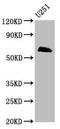 Male-specific lethal 2 homolog antibody, orb423141, Biorbyt, Western Blot image 