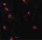 RILP-like protein 2 antibody, LS-B8819, Lifespan Biosciences, Immunofluorescence image 