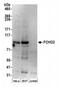 FCH Domain Only 2 antibody, NBP2-36524, Novus Biologicals, Western Blot image 