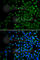 BCL2 Antagonist/Killer 1 antibody, A0204, ABclonal Technology, Immunofluorescence image 