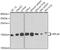 Ribosomal Protein L36 antibody, 23-188, ProSci, Western Blot image 