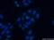 Eukaryotic Translation Initiation Factor 6 antibody, 10291-1-AP, Proteintech Group, Immunofluorescence image 