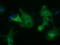 Histone Deacetylase 6 antibody, TA502030, Origene, Immunofluorescence image 