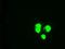 GATA Binding Protein 6 antibody, NBP1-47766, Novus Biologicals, Immunofluorescence image 