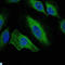 Aurora Kinase A antibody, LS-C812504, Lifespan Biosciences, Flow Cytometry image 