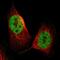 Protein DGCR14 antibody, NBP1-84258, Novus Biologicals, Immunofluorescence image 