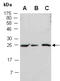 HESX Homeobox 1 antibody, R1445-1, Abiocode, Western Blot image 