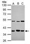Aryl Hydrocarbon Receptor Interacting Protein antibody, NBP1-31347, Novus Biologicals, Western Blot image 