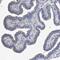 EF-Hand Calcium Binding Domain 7 antibody, NBP1-81373, Novus Biologicals, Immunohistochemistry frozen image 