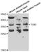 Protein Tob2 antibody, abx006441, Abbexa, Western Blot image 