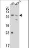 6-phosphogluconate dehydrogenase, decarboxylating antibody, LS-C163549, Lifespan Biosciences, Western Blot image 