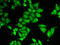 ATXN3 antibody, 14-418, ProSci, Immunofluorescence image 
