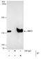 Structural Maintenance Of Chromosomes 3 antibody, PA5-29131, Invitrogen Antibodies, Immunoprecipitation image 