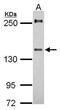URB2 Ribosome Biogenesis Homolog antibody, PA5-31811, Invitrogen Antibodies, Western Blot image 