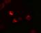 LIF Interleukin 6 Family Cytokine antibody, NBP1-76554, Novus Biologicals, Immunofluorescence image 