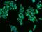 CD14 antibody, 205439-T02, Sino Biological, Immunohistochemistry paraffin image 