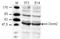TRNA Aspartic Acid Methyltransferase 1 antibody, TA347310, Origene, Western Blot image 