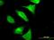 Contactin-4 antibody, MA5-23113, Invitrogen Antibodies, Immunofluorescence image 