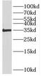 Renalase, FAD Dependent Amine Oxidase antibody, FNab07238, FineTest, Western Blot image 