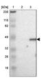 DAZ Associated Protein 1 antibody, PA5-52083, Invitrogen Antibodies, Western Blot image 