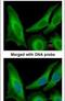 Secretion Associated Ras Related GTPase 1B antibody, PA5-28951, Invitrogen Antibodies, Immunofluorescence image 