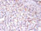 Endoplasmic reticulum resident protein 29 antibody, CSB-PA05344A0Rb, Cusabio, Immunohistochemistry paraffin image 