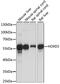 Homeobox protein Hox-D3 antibody, A15279, ABclonal Technology, Western Blot image 