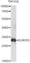 ELMO Domain Containing 2 antibody, A14524, ABclonal Technology, Western Blot image 