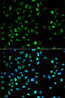 Dystrobrevin Binding Protein 1 antibody, 16-550, ProSci, Immunofluorescence image 