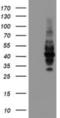 Leucine Rich Repeat Containing 25 antibody, NBP2-03747, Novus Biologicals, Western Blot image 