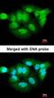 Probable Xaa-Pro aminopeptidase 3 antibody, orb69661, Biorbyt, Immunofluorescence image 
