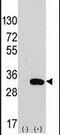 Chloride Intracellular Channel 4 antibody, PA5-14506, Invitrogen Antibodies, Western Blot image 