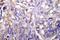 CLDN7 antibody, LS-C175970, Lifespan Biosciences, Immunohistochemistry frozen image 