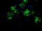Mitochondrial Translational Release Factor 1 Like antibody, TA501068, Origene, Immunofluorescence image 