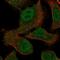 Multiple EGF Like Domains 9 antibody, NBP2-55631, Novus Biologicals, Immunofluorescence image 